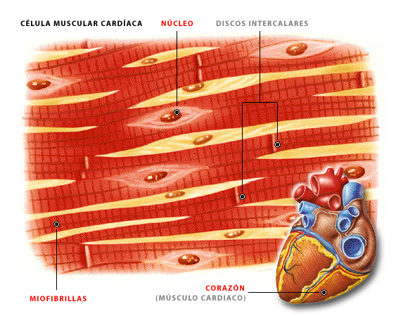 Resultado de imagen para fibras musculares cardiacas